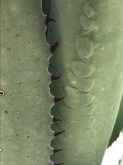 Asparagales