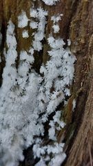 Ceratiomyxa
