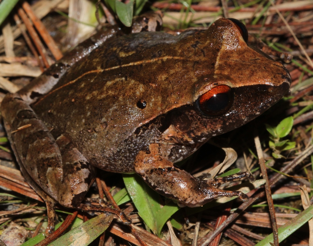 Chac's Rainfrog