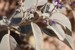 Solanum ellipticum
