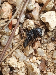 Camponotus japonicus