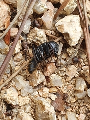 Camponotus japonicus