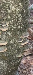 Phellinus