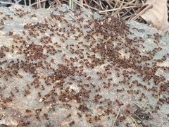 Pristomyrmex punctatus
