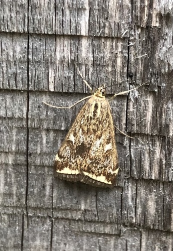Beet Webworm Moth, Парковая улица, Кологрив, Костромская область, RU, photo 8 of 10