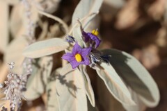 Solanum ellipticum