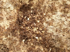 Pristomyrmex punctatus