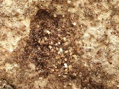 Pristomyrmex punctatus