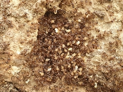 Pristomyrmex punctatus