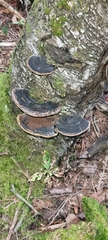 Phellinus