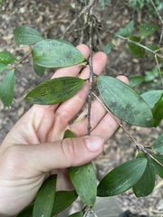 Trochocarpa laurina