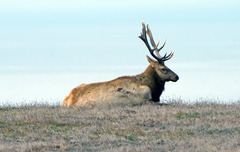 Cervus canadensis nannodes