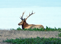 Cervus canadensis nannodes