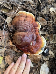 Ganoderma polychromum