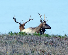 Cervus canadensis nannodes