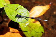 Pseudagrion ignifer