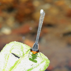 Pseudagrion ignifer