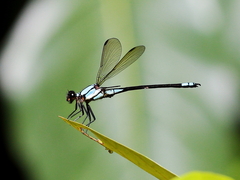 Diphlebia euphoeoides