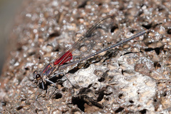 Hetaerina vulnerata