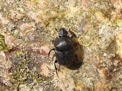 Onthophagus fodiens