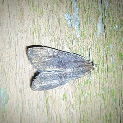 Elophila gyralis