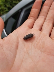 Armadillidiidae