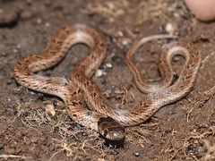Oligodon taeniolatus
