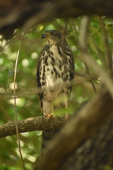 Accipiter tachiro tachiro