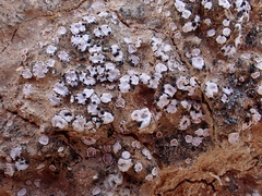 Psora decipiens
