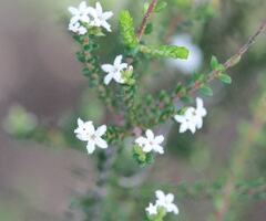 Leucopogon microphyllus