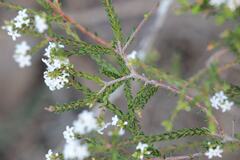 Leucopogon microphyllus