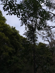 Polyscias sambucifolia