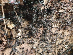 Polyrhachis lamellidens