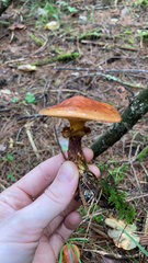 Suillus clintonianus