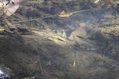 Gasterosteus aculeatus