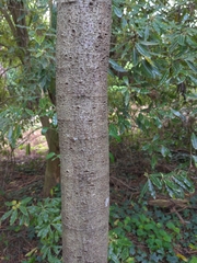 Polyscias sambucifolia