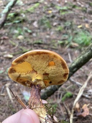 Suillus clintonianus