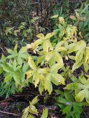 Anemonastrum dichotomum