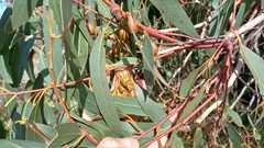 Eucalyptus tricarpa