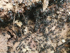 Polyrhachis lamellidens