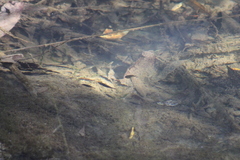 Gasterosteus aculeatus