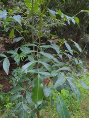 Polyscias sambucifolia