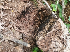 Polyrhachis lamellidens