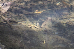 Gasterosteus aculeatus