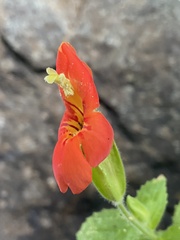 Erythranthe cardinalis