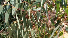 Eucalyptus tricarpa