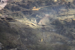 Gasterosteus aculeatus