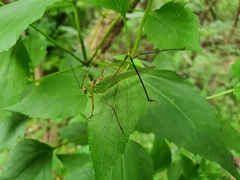 Phaneroptera nigroantennata