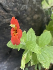 Erythranthe cardinalis