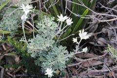 Actinotus helianthi